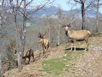 Deer standing in a forest