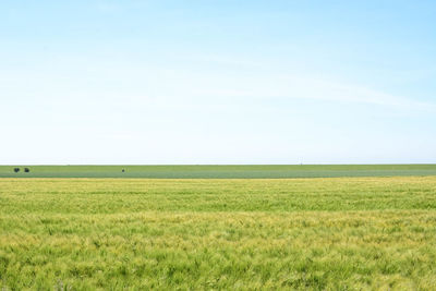 Scenic view of field against clear sky