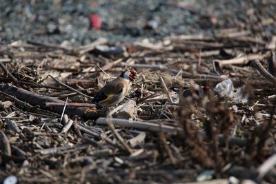 Close-up of bird perching on ground