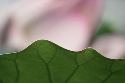 Close-up of green leaves