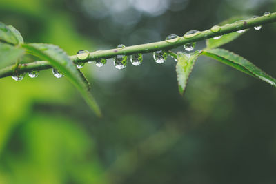 Close-up of water drops on leaf