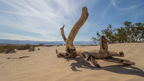 Driftwood on sand at beach against sky