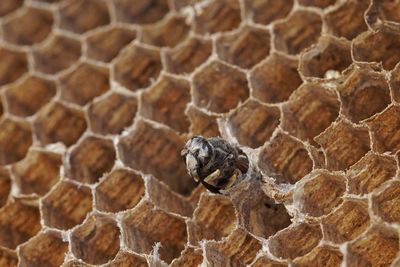 Close-up of bee on beehive