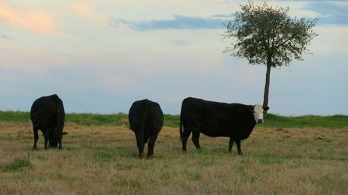 Horses in a field