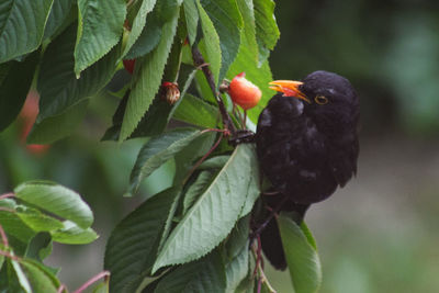 Close-up of bird perching on plant