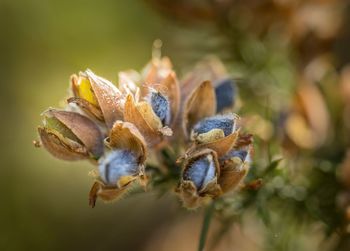 Close-up of wilted flower against blurred background