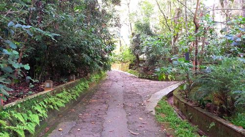 Walkway amidst trees in forest