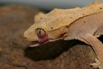 New caledonian crest gecko creeping on dry brown wood.