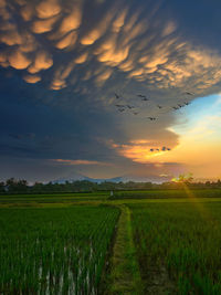 Scenic view of agricultural field against sky during sunset