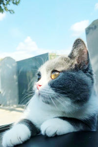 Close-up of cat looking away