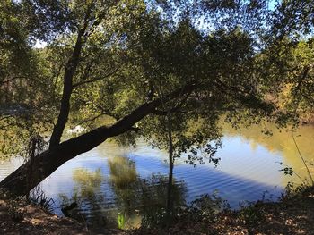 Trees by lake in forest against sky