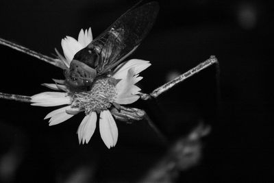 Close-up of insect on flowering plant against black background