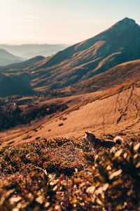 Scenic view of landscape and mountains against sky