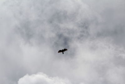 Low angle view of eagle flying in sky