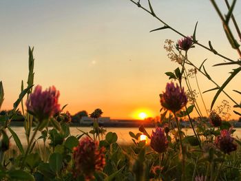 Close-up of flowering plants against sky during sunset