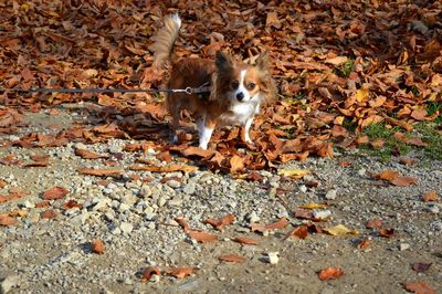 Portrait of dog on autumn leaves