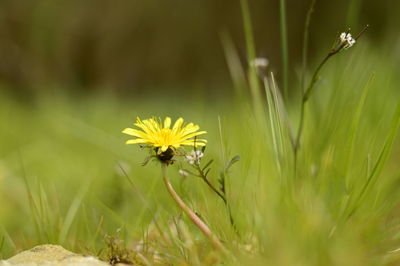 Close-up of yellow flower blooming on field