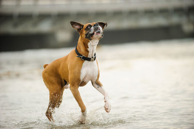 Dog on beach