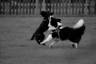 Dogs running on field