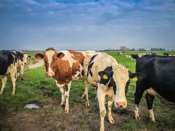 Cows standing on field against sky