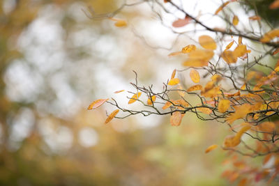 Close-up of autumn leaves against blurred background
