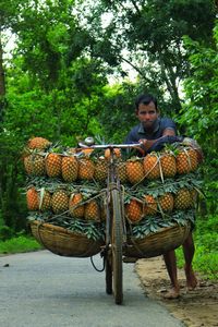 Transporting pineapple by bicycle to the local market through the road in the middle of the forest