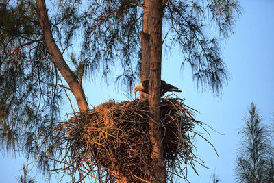 Low angle view of bird nest on tree against sky