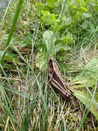 High angle view of lizard on grass