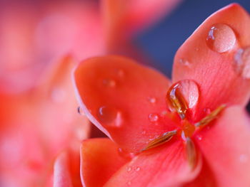 Close-up of wet red flower