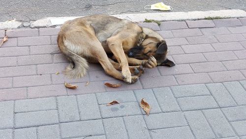 High angle view of a dog sleeping on footpath