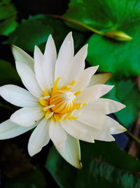 Close-up of white flowering plant