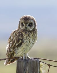 Close-up portrait of owl perching outdoors