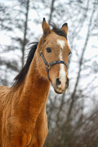 Portrait of a horse