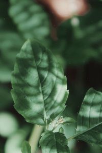 Close-up of plant leaves