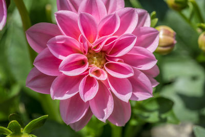 Close-up of pink flower blooming outdoors