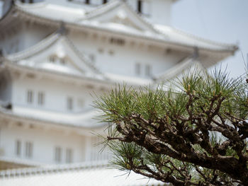 Low angle view of tree against building