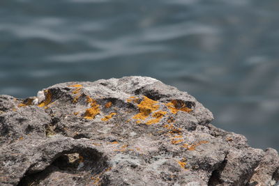 High angle view of dry moss on rock against sea