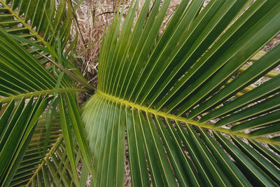 Full frame shot of palm leaves