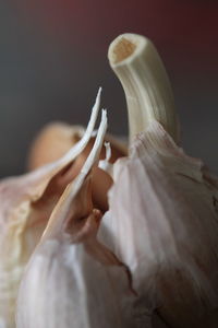 Close-up of white rose