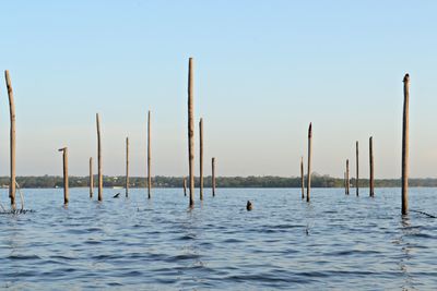 Wooden posts in water against clear blue sky