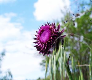 Close-up of purple thistle flower