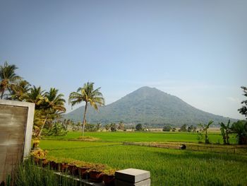 Views of the mountains and rice fields