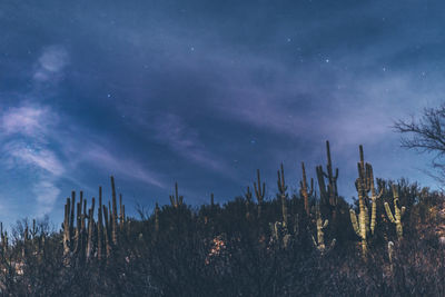 Low angle view of cactus against sky at night