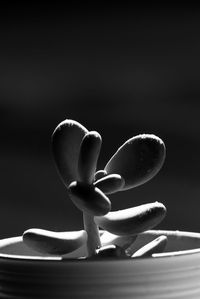 Close-up of potted plant against black background