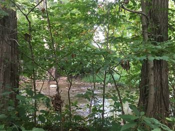 Trees growing in forest