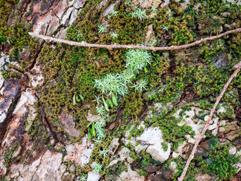 High angle view of moss growing on rock