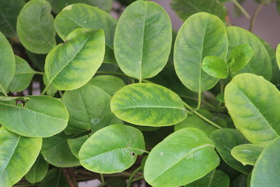 Full frame shot of green leaves