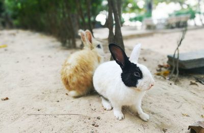 View of rabbits