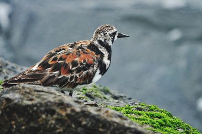 Close-up of bird perching on rock