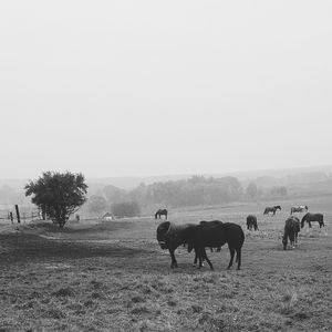 Horses grazing on grassy field